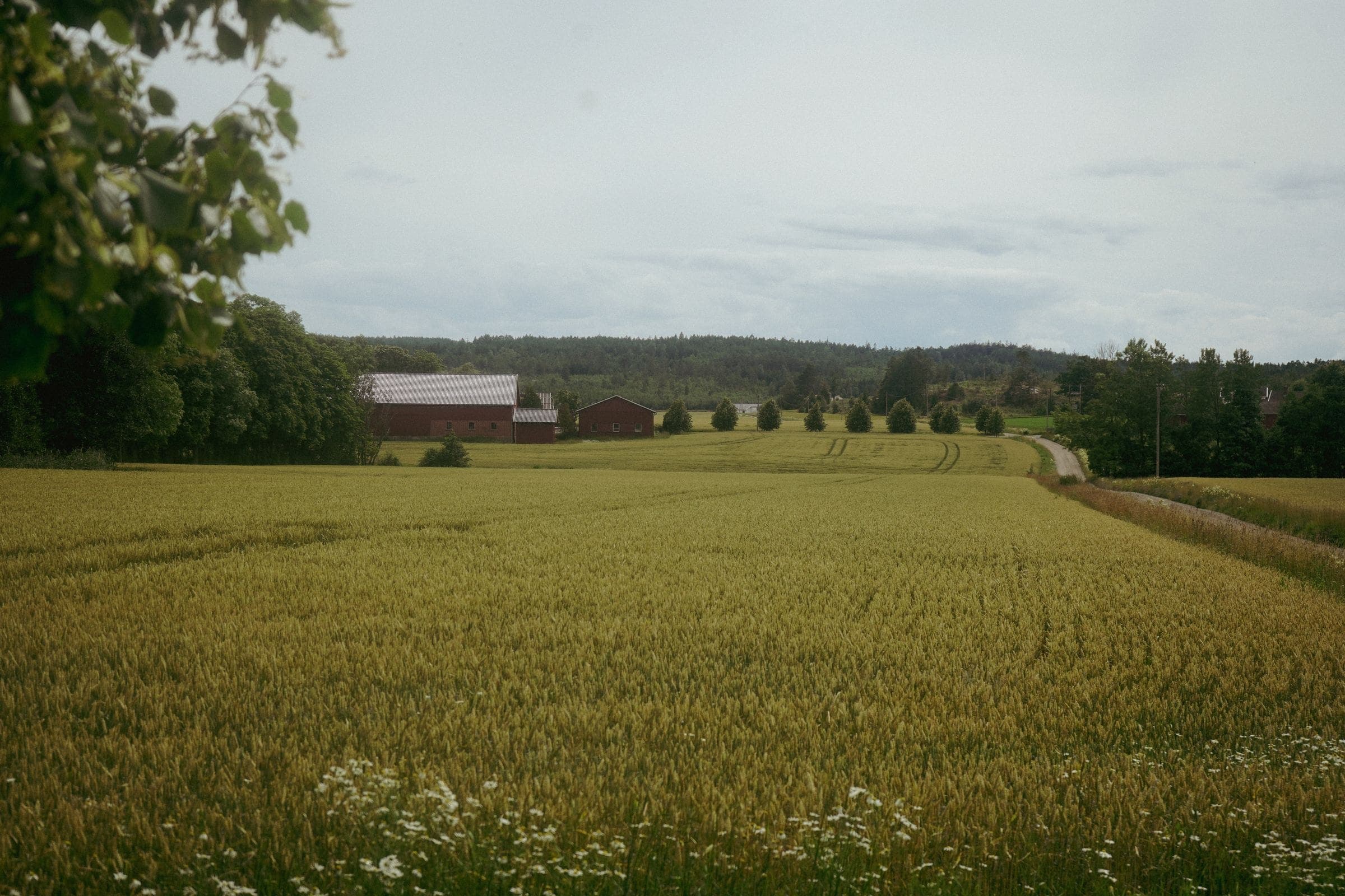A wheat field and barn near Petitcodiac, NB where we do junk removal